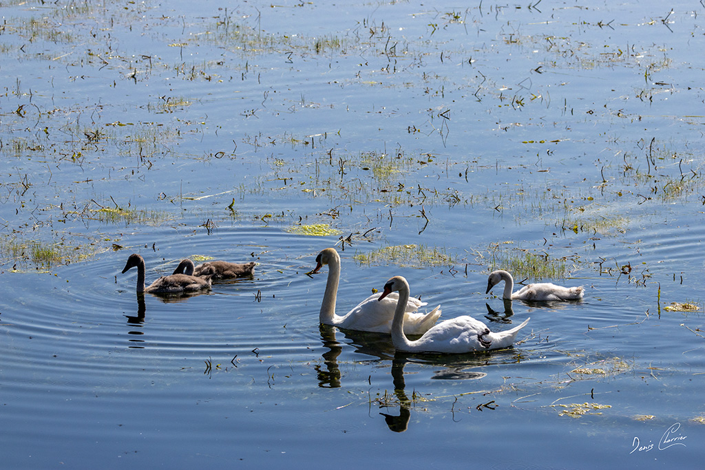 Famille de cygnes tuberculé nageant sur le lac